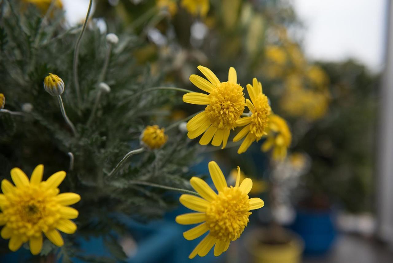 Dandy On The Beach Nea Kallikrateia - Open Up Roof - Down Town Esterno foto